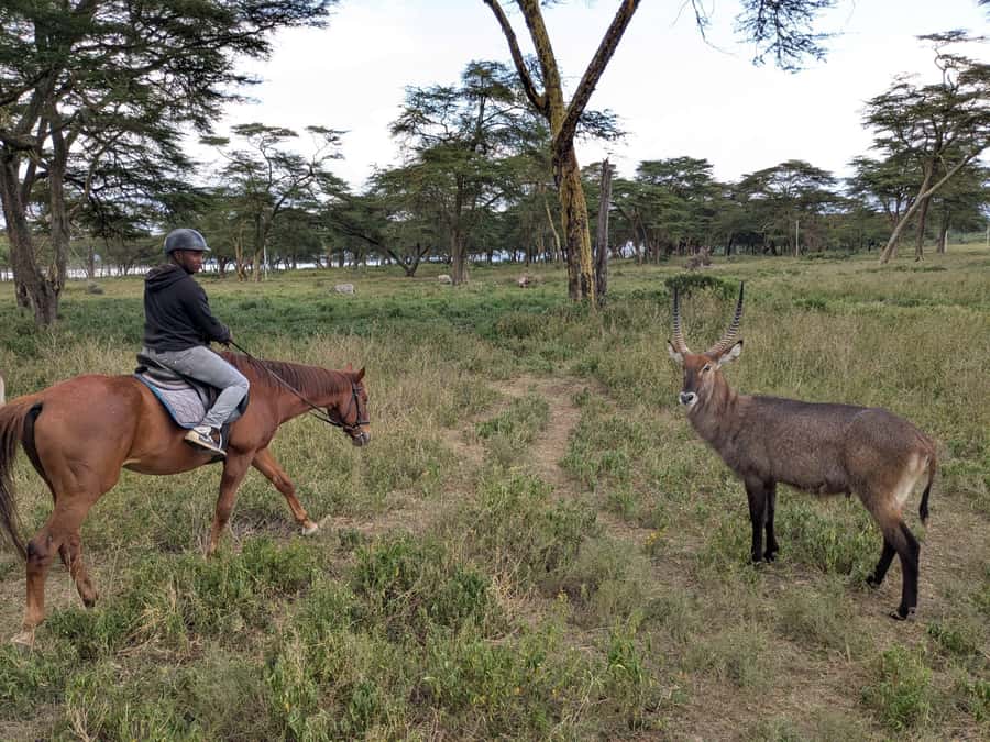 From Nairobi: Horseback Wildlife Safari with Transfer & Meal - A few smart ways to prepare