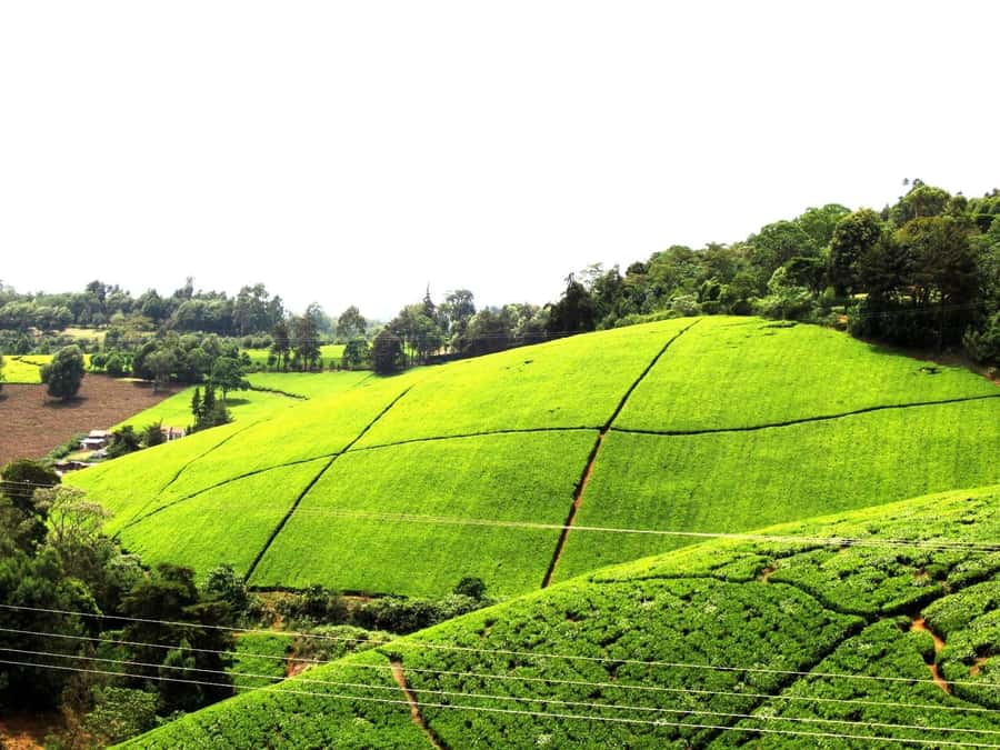 From Nairobi: Kiambethu Tea Farm Tour & Lunch - Walking through the indigenous forest