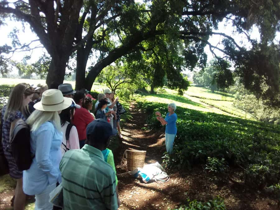 From Nairobi: Kiambethu Tea Farm Tour & Lunch - Practical details before you book