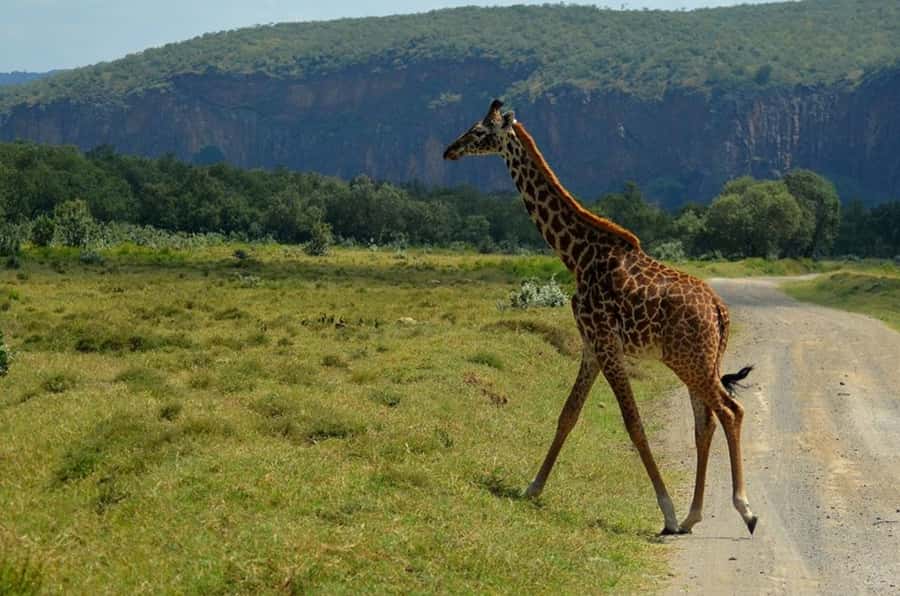 From Nairobi: Lake Naivasha and Hell's Gate Park Day Tour - Key points to know before you go