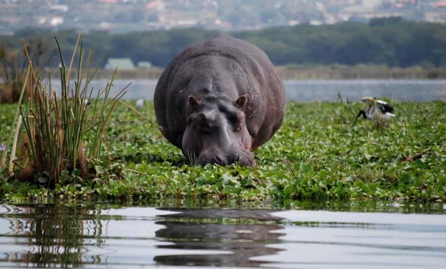 From Nairobi: Lake Naivasha and Hell's Gate Park Day Tour - Why this Nairobi day trip works