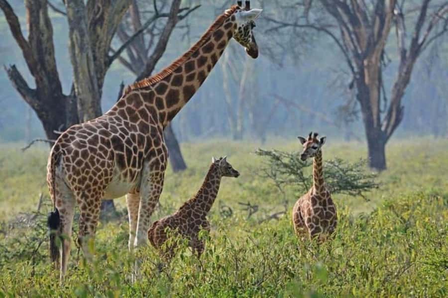 From Nairobi: Lake Nakuru National Park Full-Day Tour - Why Lake Nakuru works as a one-day safari