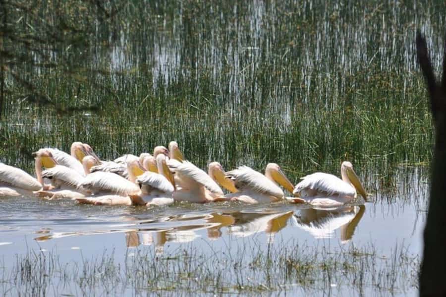 From Nairobi: Lake Nakuru National Park Full-Day Tour - What the private format changes