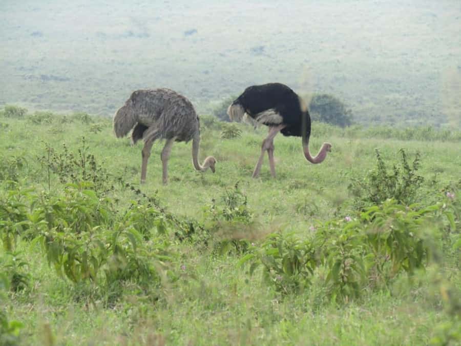From Nairobi: Lake Nakuru National Park Full-Day Tour - Is $155 a fair price?