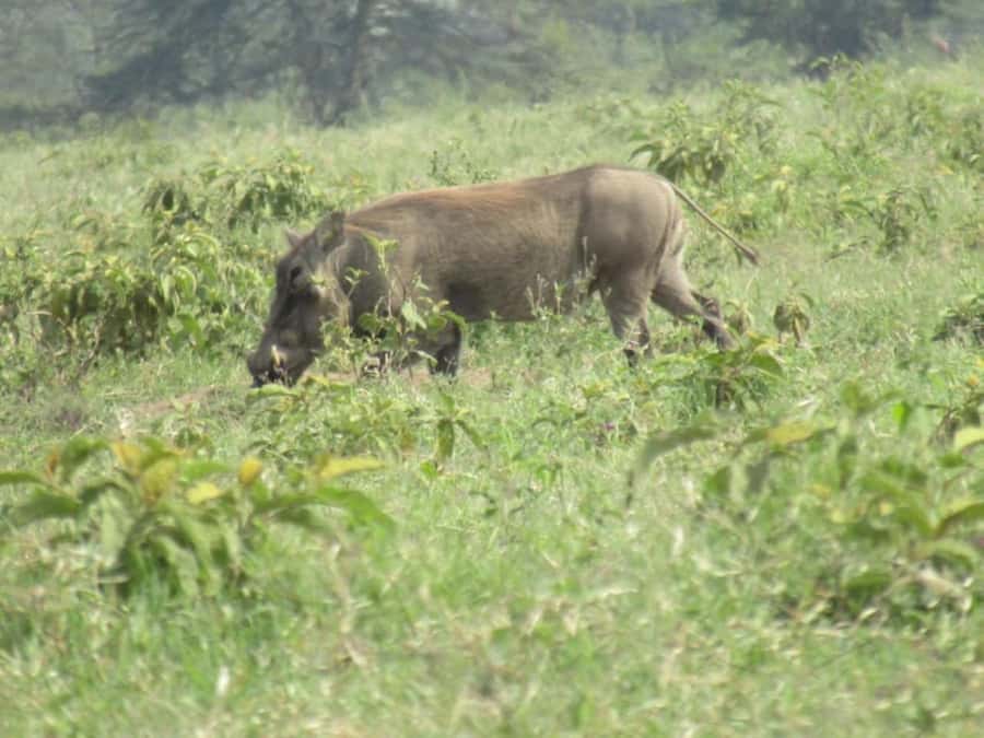 From Nairobi: Lake Nakuru National Park Full-Day Tour - How to prepare for the eight-hour day