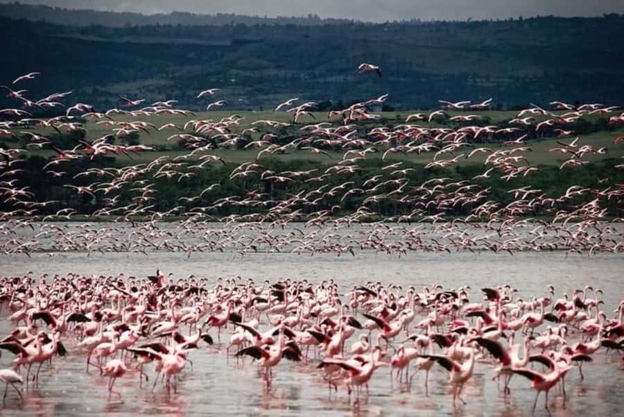 From Nairobi: Lake Nakuru National Park Full-Day Tour - Who will get the most from this safari