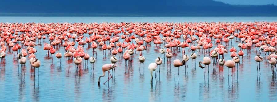 From Nairobi: Lakes Nakuru & Naivasha National Park Day Tour - Why this two-lake day works from Nairobi