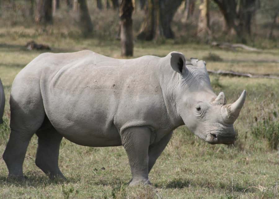 From Nairobi: Lakes Nakuru & Naivasha National Park Day Tour - Lake Nakuru: flamingoes, rhinos, and serious game viewing