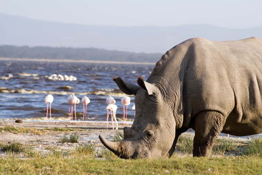 From Nairobi: Lakes Nakuru & Naivasha National Park Day Tour - The guide and vehicle shape your day
