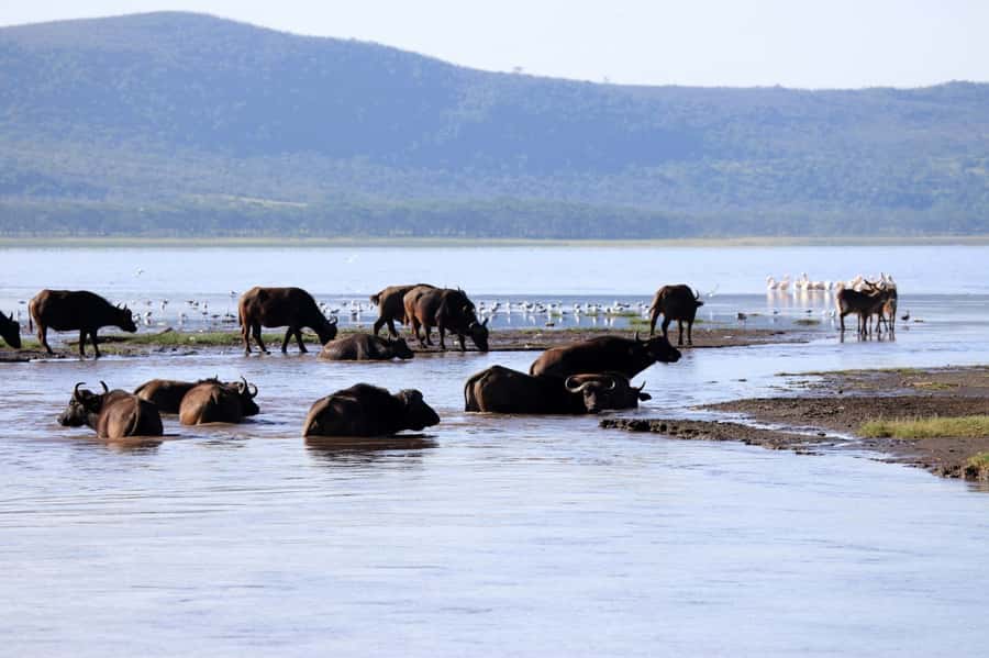 From Nairobi: Lakes Nakuru & Naivasha National Park Day Tour - Timing, park fees, and real cost