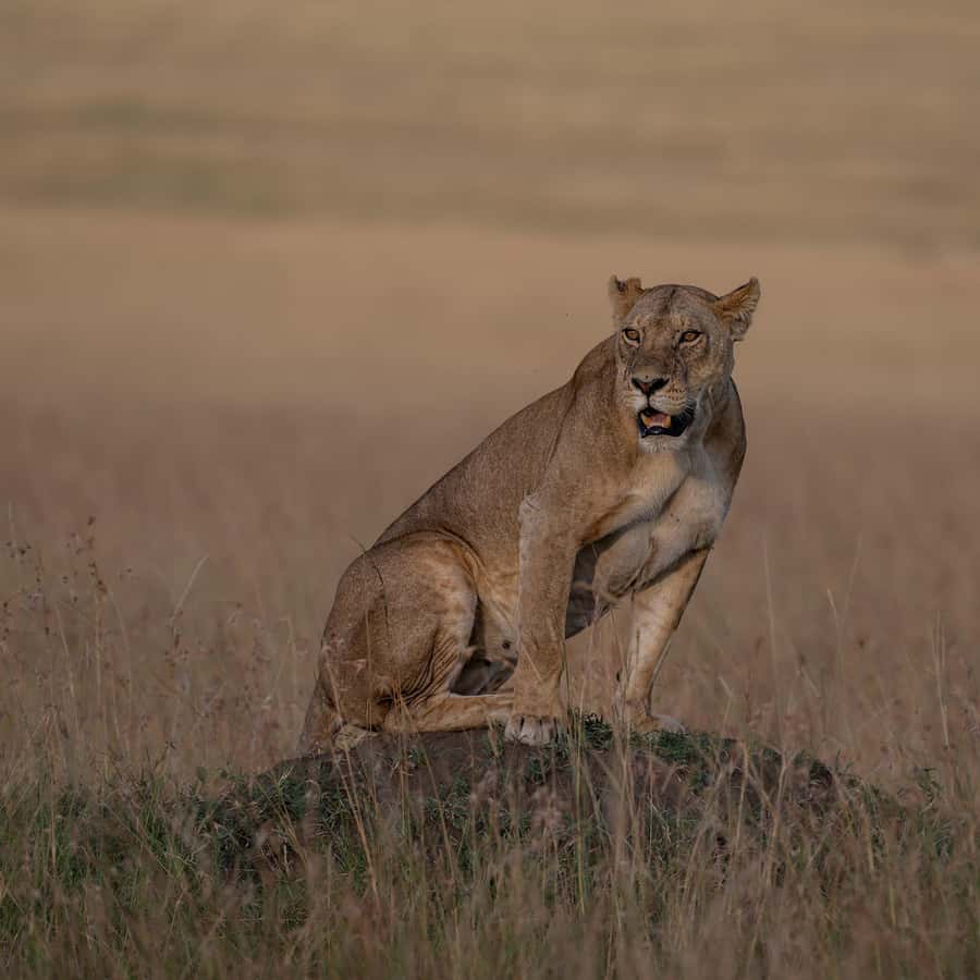 From Nairobi: Maasai Mara 1-Day Safari: AW, Lunch & Pickup - A one-day Maasai Mara trip from Nairobi