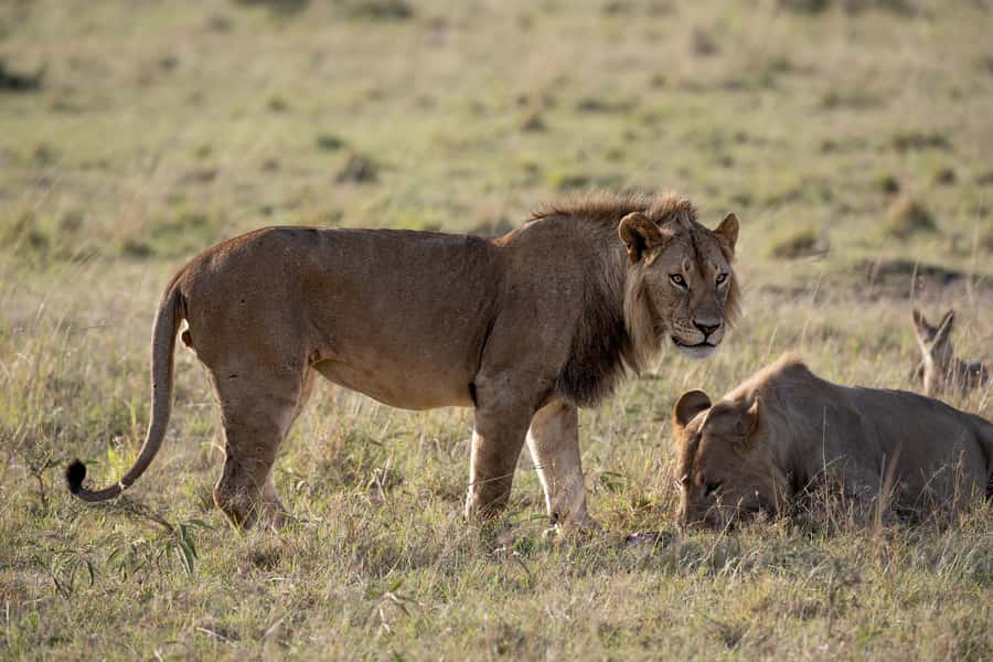 From Nairobi: Maasai Mara 1-Day Safari: AW, Lunch & Pickup - Picnic lunch inside the reserve
