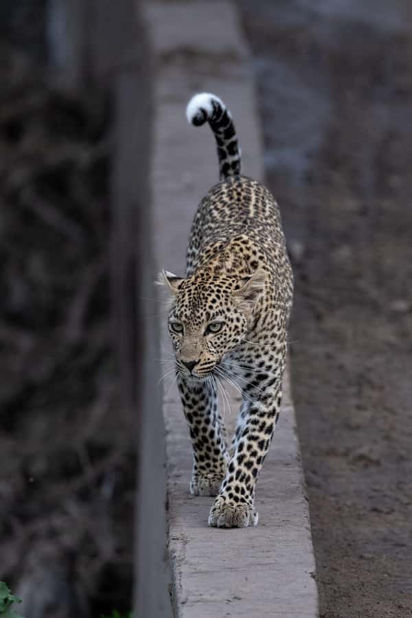 From Nairobi: Maasai Mara 1-Day Safari: AW, Lunch & Pickup - Afternoon game drive across the Mara