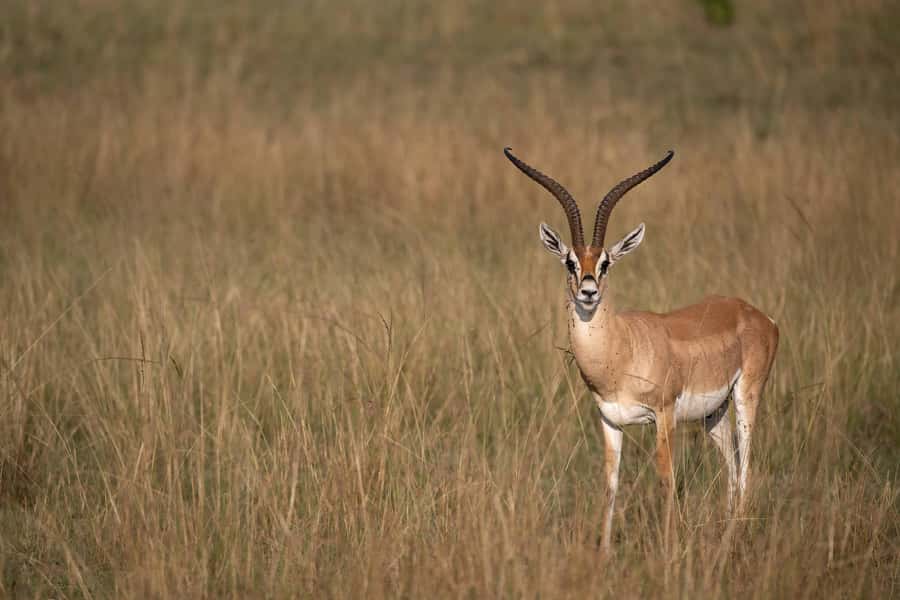 From Nairobi: Maasai Mara 1-Day Safari: AW, Lunch & Pickup - Optional Maasai village visit