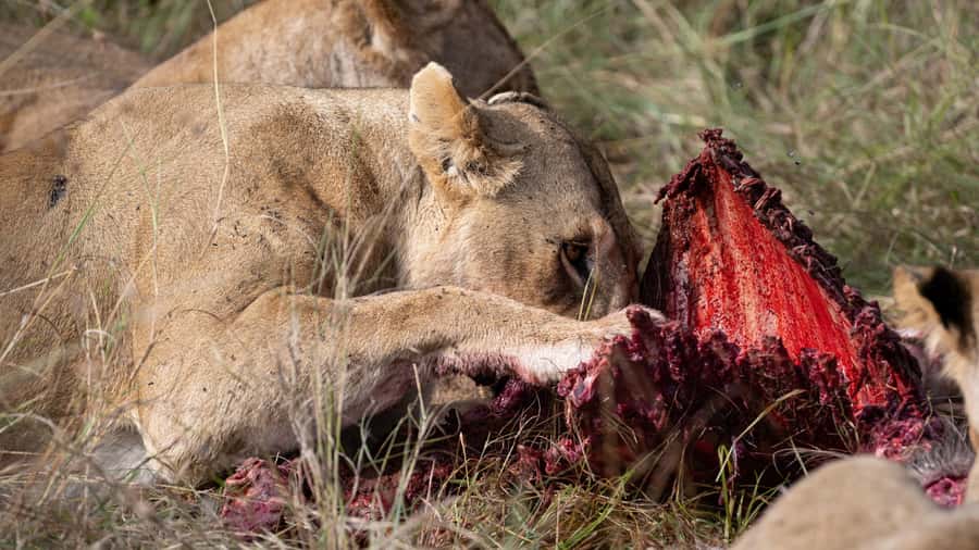 From Nairobi: Maasai Mara 1-Day Safari: AW, Lunch & Pickup - What the $180 price really covers