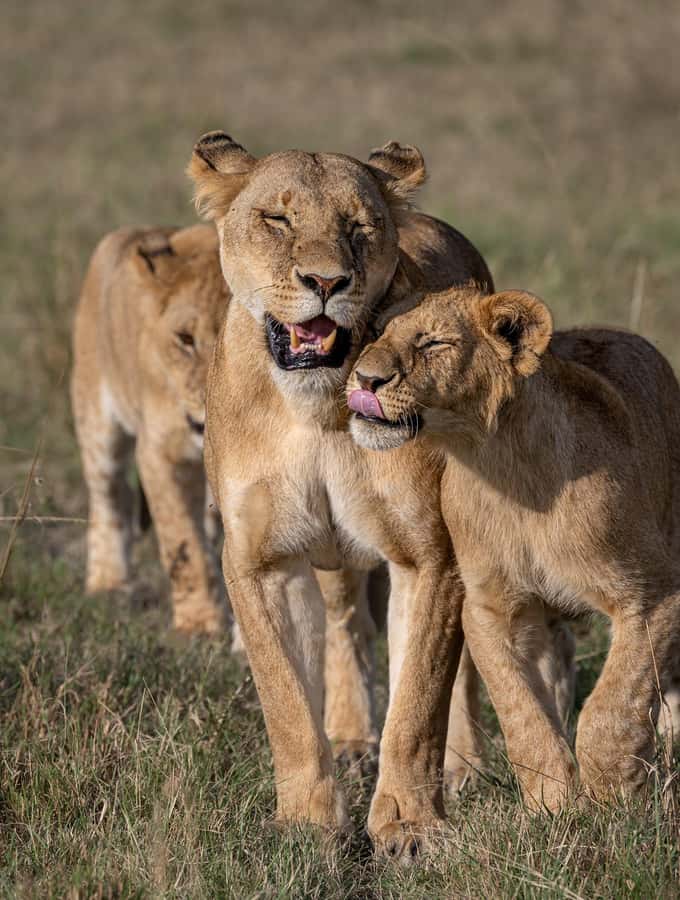 From Nairobi: Maasai Mara 1-Day Safari: AW, Lunch & Pickup - Comfort, group size, and physical demands