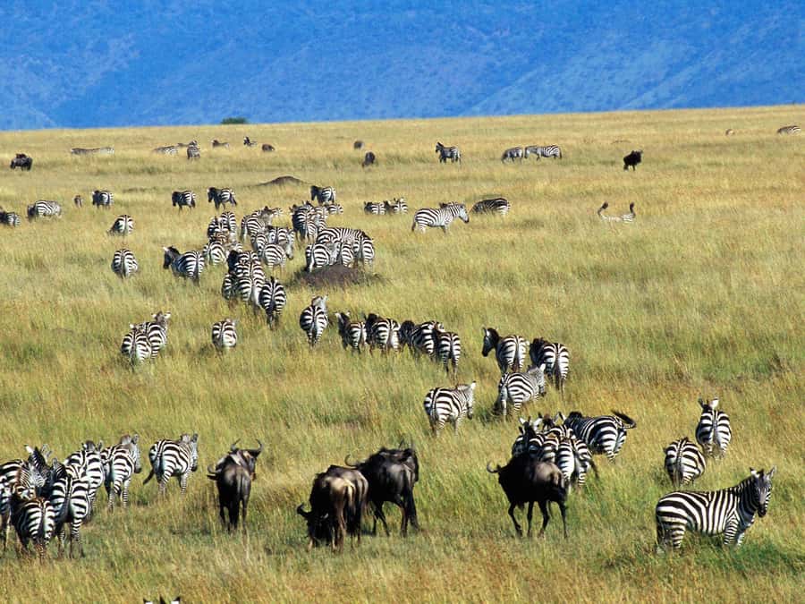 From Nairobi: Maasai Mara 3Day Budget Safari Holiday on Jeep - Key points to know before booking