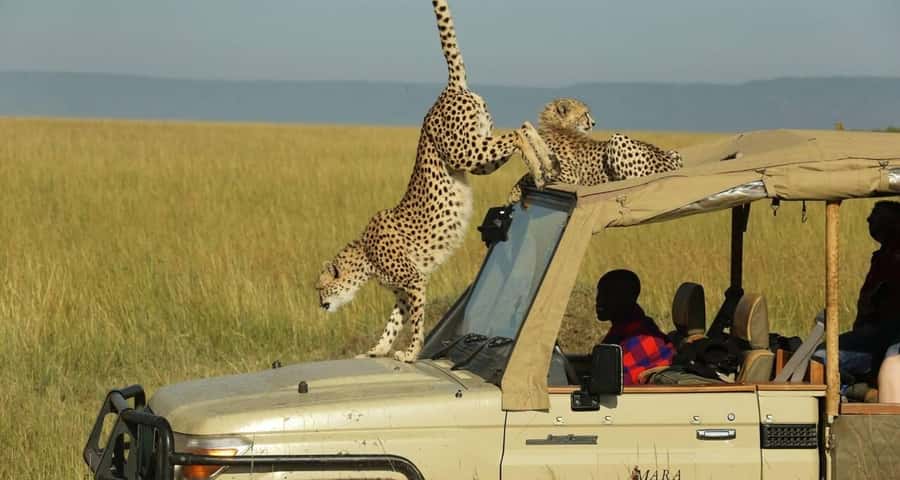 From Nairobi: Masai Mara 3-day Camping Safari by Jeep - Key things to know before you book