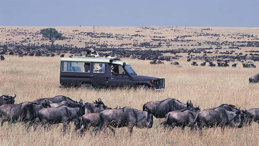 From Nairobi: Masai Mara 3-day Camping Safari by Jeep - What this three-day Mara safari really offers