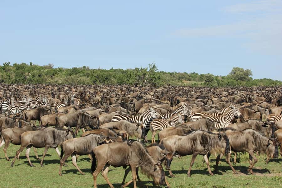 From Nairobi: Masai Mara 3-day Camping Safari by Jeep - Day 2: A full day among wildebeest, lions, and hippos