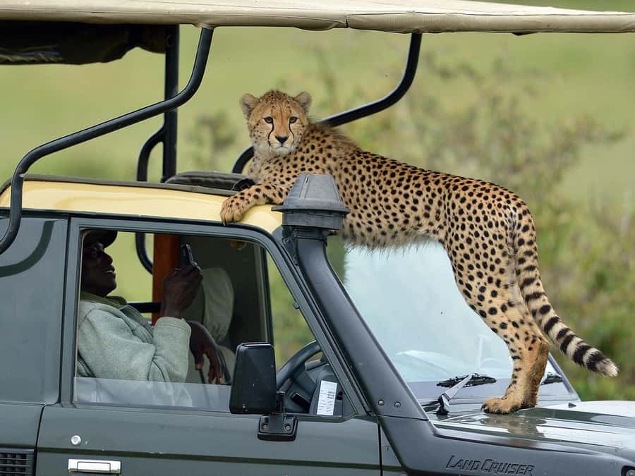 From Nairobi: Masai Mara 3-day Camping Safari by Jeep - Day 3: Morning breakfast and the road back to Nairobi