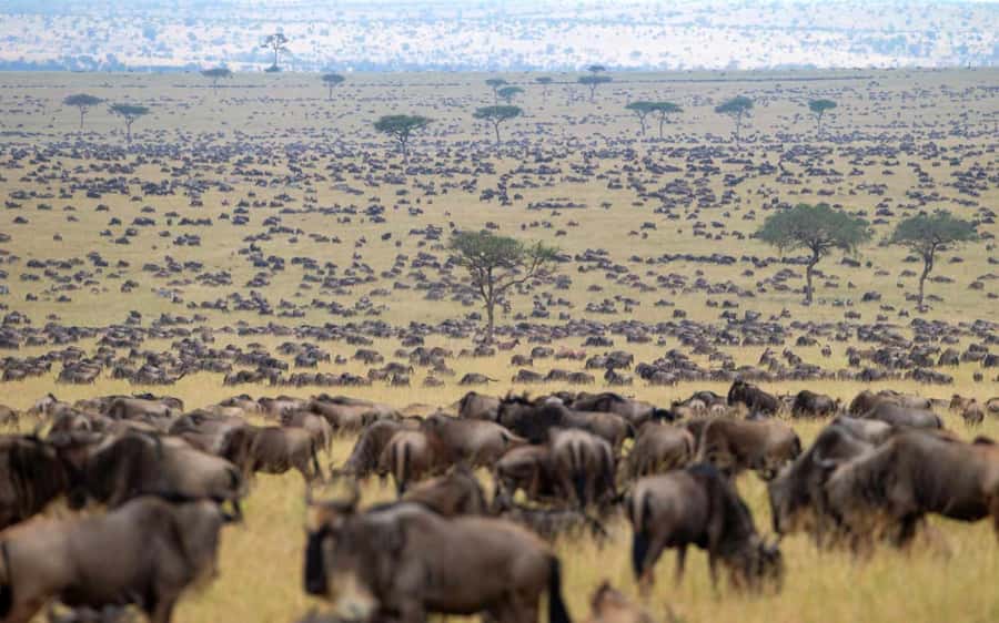 From Nairobi: Masai Mara 3-day Camping Safari by Jeep - Booking verdict: good basic safari, but check the fine print