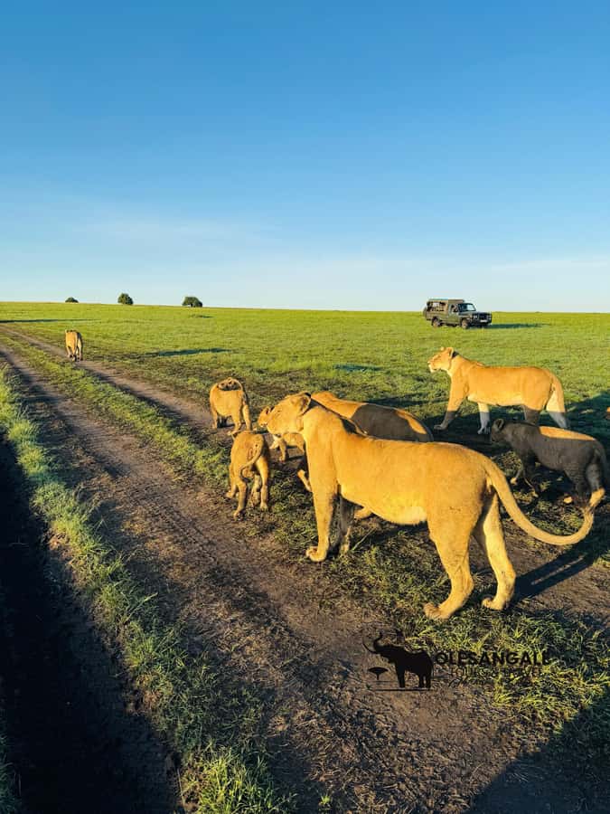 From Nairobi to Masai Mara Reserve & Village visit Day trip - Should you book the Nairobi to Masai Mara day trip?