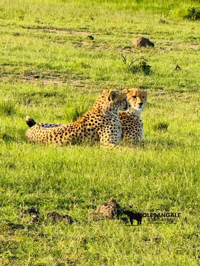 From Nairobi to Masai Mara Reserve & Village visit Day trip - Four hours among lions, elephants, and open plains