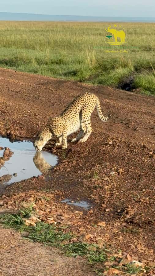 From Nairobi to Masai Mara Reserve & Village visit Day trip - A short visit to a Maasai village