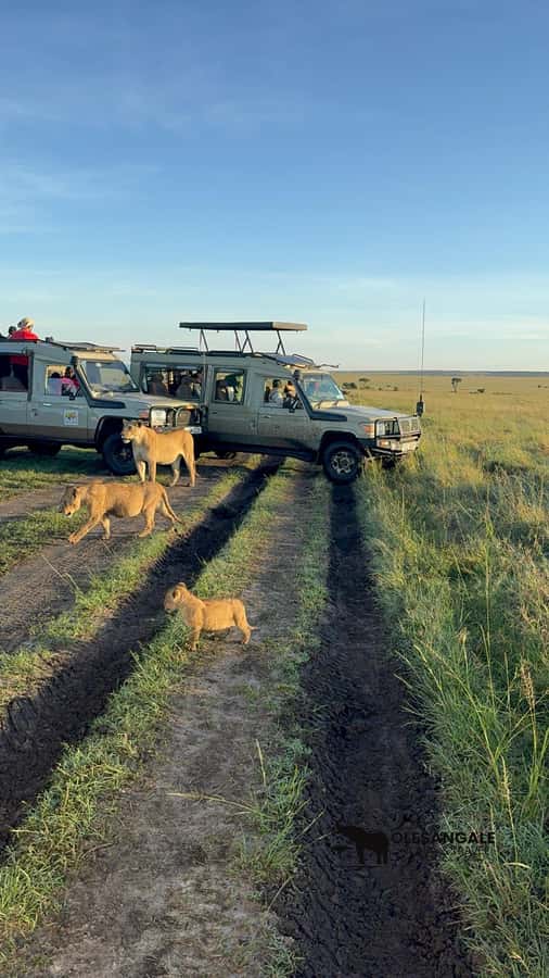 From Nairobi to Masai Mara Reserve & Village visit Day trip - What the price really includes