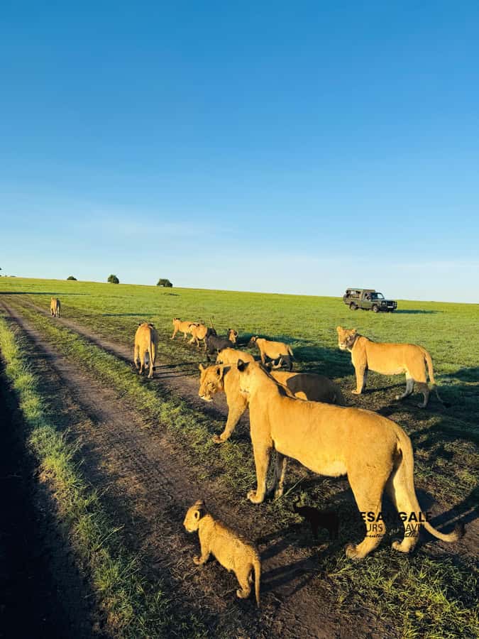 From Nairobi to Masai Mara Reserve & Village visit Day trip - The transport setup and comfort level