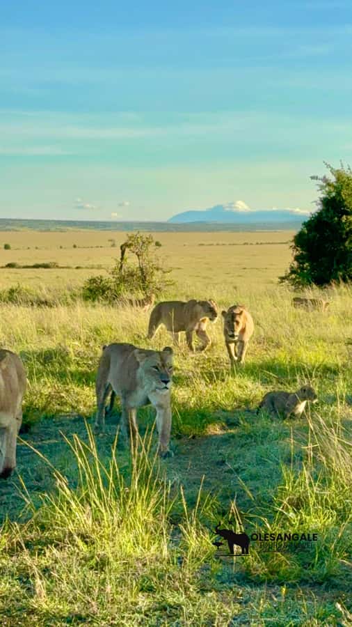 From Nairobi to Masai Mara Reserve & Village visit Day trip - Guides, languages, and group size