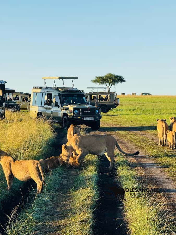 From Nairobi to Masai Mara Reserve & Village visit Day trip - What to pack for the Mara