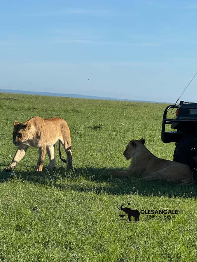From Nairobi to Masai Mara Reserve & Village visit Day trip - Who should book this day trip?