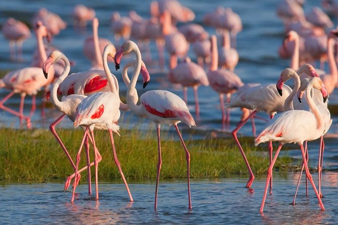 Full-Day Lake Nakuru National Park from Nairobi - Entering the park for the first game drive