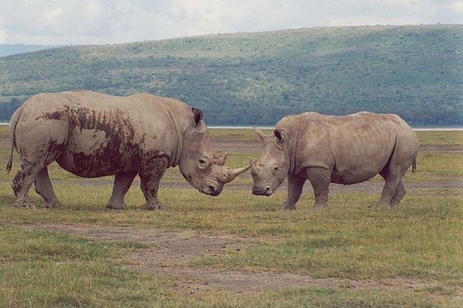 Full-Day Lake Nakuru National Park from Nairobi - Who should book this Lake Nakuru day trip