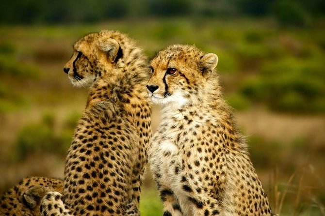 Full-Day Lake Nakuru National Park from Nairobi - Lunch and a pause at Lake Nakuru Lodge