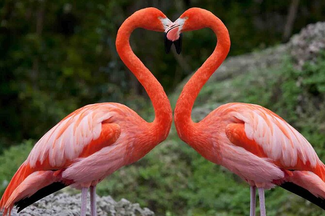 Full-Day Lake Nakuru National Park Private Tour from Nairobi - Why Lake Nakuru makes a strong one-day safari
