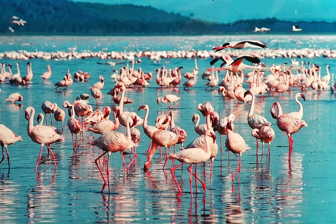 Full-Day Lake Nakuru National Park Private Tour from Nairobi - Entering Lake Nakuru at about 9:00am