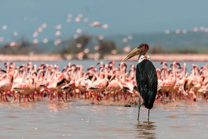 Full-Day Lake Nakuru National Park Private Tour from Nairobi - Lake Naivasha’s optional one-hour boat ride