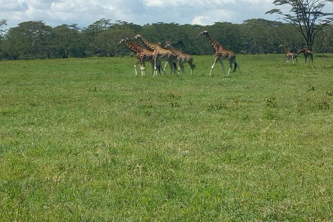 Full-Day Lake Nakuru National Park Private Tour from Nairobi - The Great Rift Valley viewpoint