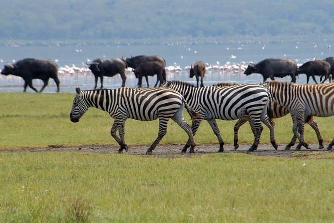 Full Day Lake Nakuru Park and optional boat ride on Lake Naivasha - Makalia Waterfalls and a brief change of scenery