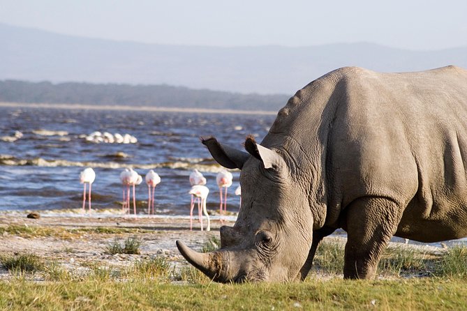 Full Day Lake Nakuru Park and optional boat ride on Lake Naivasha - Lake Naivasha by boat: hippos, eagles, and birdlife