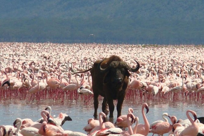Full Day Lake Nakuru Park and optional boat ride on Lake Naivasha - Morning game drive at Lake Nakuru National Park