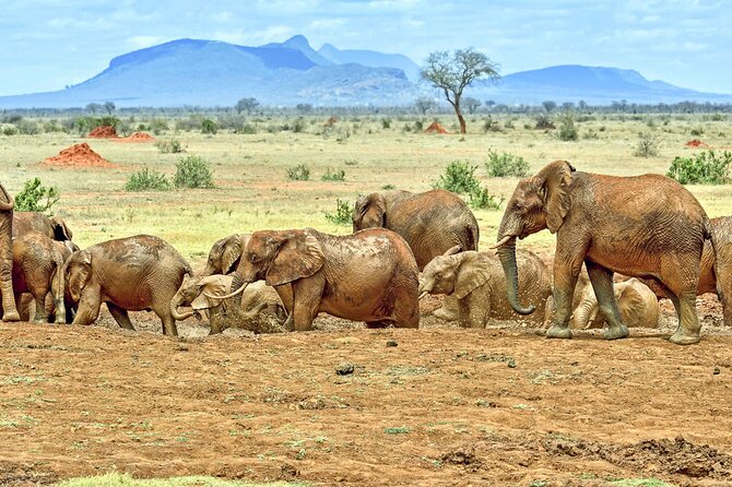 Full Day Private Tour of Tsavo East National Park from Mombasa - The 5:30 am departure from Mombasa