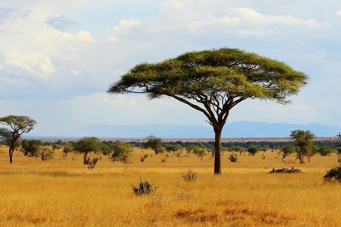 Full Day Private Tour of Tsavo East National Park from Mombasa - Aruba Dam and the best chance for concentrated sightings
