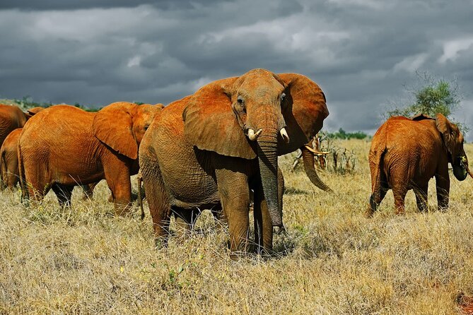 Full Day Private Tour of Tsavo East National Park from Mombasa - The second game drive and exit from the park