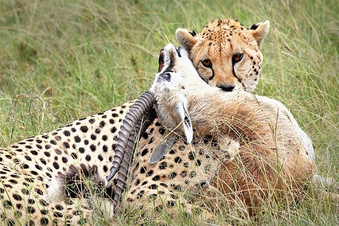 Full Day Private Tour of Tsavo East National Park from Mombasa - First game drive through Tsavo East
