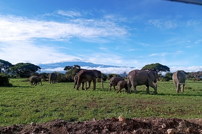 Full Day Tour in Amboseli National Park from Nairobi - Key points to know before booking