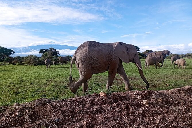 Full Day Tour in Amboseli National Park from Nairobi - Why Amboseli makes a strong day trip from Nairobi